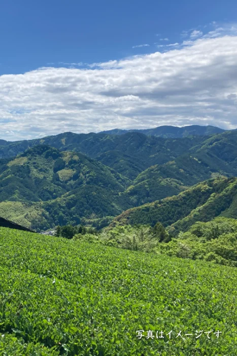 浜松産抹茶｜浜松に新規オープンガトーペティアンスイーツのお店